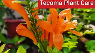 Care of Tecoma Plant  How to Grow and Care Tecoma Plant  Best Summer Flowering Plant [upl. by Onez]