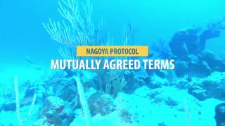 THE NAGOYA PROTOCOL Akawaio language [upl. by Stanly]