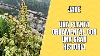 Jade Características Clasificación y Usos de Esta Planta Suculenta [upl. by Hendel763]