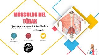 Anatomía  Músculos del Tórax Cintura Pectoral y Costales Origen Inserción [upl. by Minny]