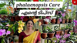 Phalaenopsis Bloom Tips amp CareOrchid care for Bignnersഫലനൊപ്സിസ് ചെടിക്ക് ഞാൻ ചെയ്യുന്നത് [upl. by Ikuy]