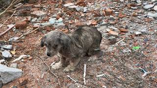 The sick dog has stayed at the owners old house refusing to leave believing the owner will return [upl. by Aerdnaed179]