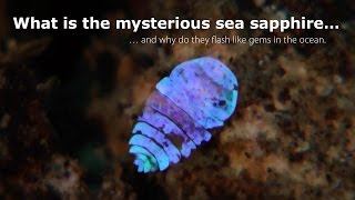 The mysterious sea sapphire and the world of copepods [upl. by Carina]