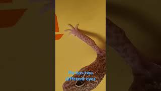 Geko with 2 different eyes geko reptiles special all nature [upl. by Nnylireg264]