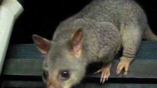 Very Friendly Brushtail Possum [upl. by Sucy95]