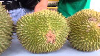 Musang King Durian Karak Malaysia [upl. by Meer]