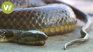 Schlangen in Kambodscha ein billiges Futter für die Krokodile [upl. by Eener447]