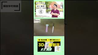 ＃5 胸骨【3Dで学ぶ解剖学】胸骨をマスター！一度見れば暗記不要！ 胸骨 [upl. by Monia]