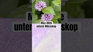 Minzblüte unter dem Mikroskop wissenswert biologie natur mikroskop mikrokosmos pflanzen [upl. by Russell422]