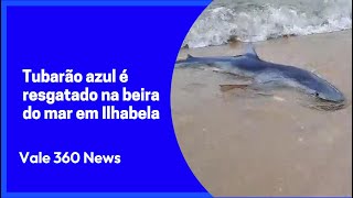 Tubarão azul é resgatado na beira do mar em Ilhabela vale360news tubarao ilhabela [upl. by Aney]