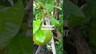 calabash miraclefruit shortvideo [upl. by Fraase]