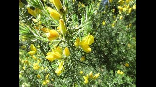 How to Identify Gorse amp Broom [upl. by Oswald]