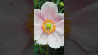 Anemone  Windflowers in Buttercup Family Ranunculaceae  Observed in Description [upl. by Eiramllij]