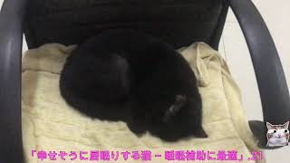 「幸せそうに居眠りする猫 – 睡眠補助に最適」21 [upl. by Cornell]