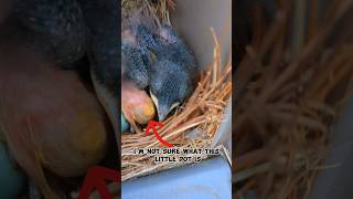 What Is That On The Baby Bird birdnest [upl. by Giana]