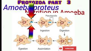 Protozoa part 3 [upl. by Adranoel236]