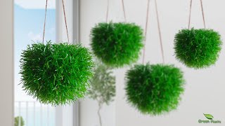 How to Grow Grass Like a Hanging Ball Without Maintenance  Hanging Plants IdeasGREEN PLANTS [upl. by Tronna]