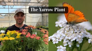 The Yarrow Plant [upl. by Caresa]