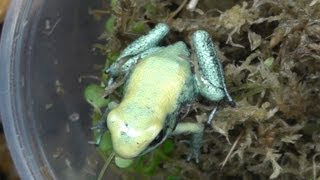 Unboxing Poison Dart Frogs P terribilis mint [upl. by Albertson]