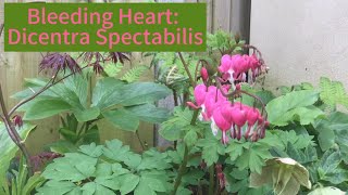 Dicentra Spectabilis Bleeding Heart on Spotlight Sunday [upl. by Artima767]