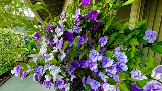 Brunfelsia pauciflora ‘Floribunda’ – Yesterday Today amp Tomorrow [upl. by Trebma581]