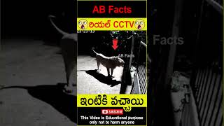 🦁ఇంటికి వచ్చాయి🦁 Lion attack in Gujarat video telugufacts lion shorts youtubeshorts abfacts [upl. by La]