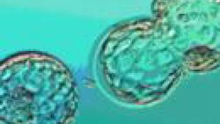 In Vitro Fertilization IVF Infertility Treatment [upl. by Dowdell]