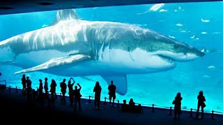 TOP 10 BIGGEST SHARKS IN THE WORLD [upl. by Torrie]