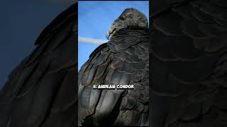 top 10 largest birds in the worldtop animalsmillionviews [upl. by Etnemelc122]