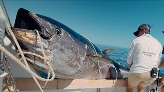 MASSIVE 10ft Tuna We Broke a Record Commercial Bluefin Tuna Fishing [upl. by Kobylak]