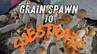 Exclusive Mushroom Grain Spawn Fruiting Tutorial [upl. by Mihsah]