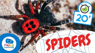 SPIDERS🕷️  Animals for Kids  Fun and Educational Spider Facts for kids [upl. by Salisbury]