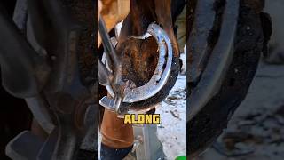 Trimming a horse hoof went wrong shorts horsehoof horse story [upl. by Longawa98]