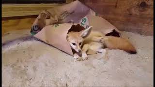 Fennec Fox Enrichment [upl. by Steffi362]