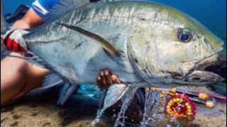 GIANT FISH IN Culasi Antique [upl. by Heall209]