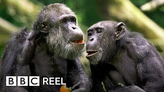 Chimpanzees are ‘just like us’  BBC REEL [upl. by Ahsenak]