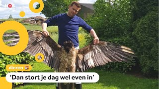 Zeldzame vogel dood na botsing met windmolen [upl. by Odom33]