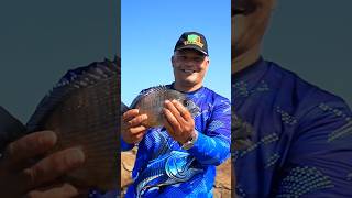 South African blacktail caught 🎣 subscribe [upl. by Hance]