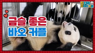 SUB 전지적 아부지 시점 ep100 “이렇게 볼 수 있어서 너무 좋아오” 바오커플의 밀착 취재 3일💗│ Panda World [upl. by Anomor]