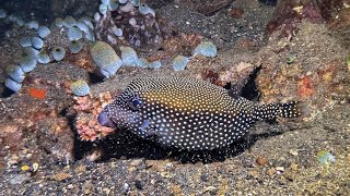 Boxfish in Banda Neira  Indonesia  September 2024 [upl. by Jedthus593]