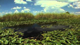 Big Cypress Swamp Western Everglades  Part 1 of 4 [upl. by Ahsetal565]