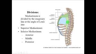 Anatomy of MEDIASTINUM  Dr Yusuf [upl. by Ettennig]