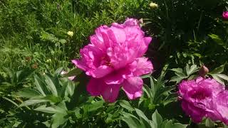 Paeonia First Arrival [upl. by Herta]