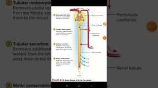 Formation of urinenephronnephron functionRenal physiology [upl. by Airotciv]