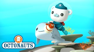 Octonauts  The Dolphin Reef Rescue  Full Episode 44  OctonautsandFriends [upl. by Joash]