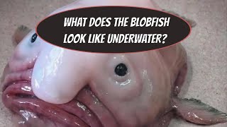 THIS IS WHAT THE BLOBFISH LOOKS LIKE UNDERWATER [upl. by Lothaire]