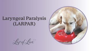 Laryngeal Paralysis LARPAR in Dogs [upl. by Snowber]