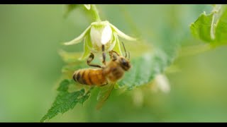 HONEY BEES 96fps IN 4K ULTRA HD [upl. by Nuahsyt962]