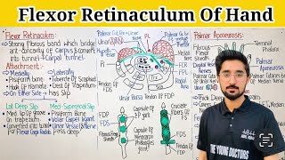 Flexor Retinaculum Of Hand Anatomy Attachment amp Relations [upl. by Vernon]