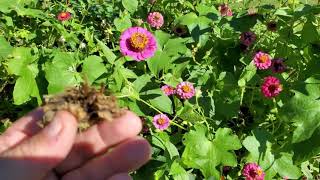 How to save Zinnia Seeds 💐 [upl. by Alien]